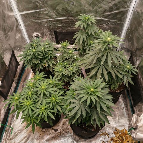 Papaya Sherbet™ growlog timeline photo