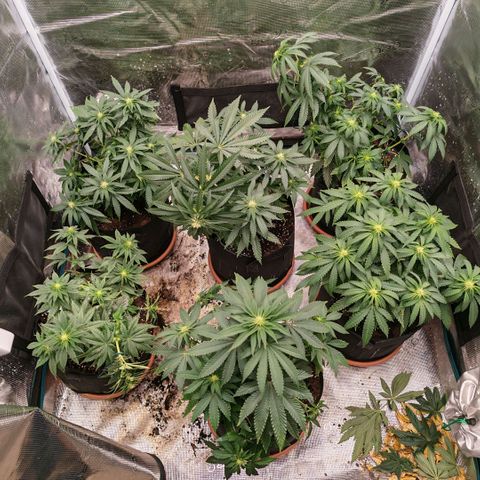 Papaya Sherbet™ growlog timeline photo