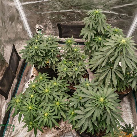 Papaya Sherbet™ growlog timeline photo