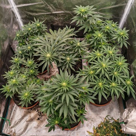 Papaya Sherbet™ growlog timeline photo