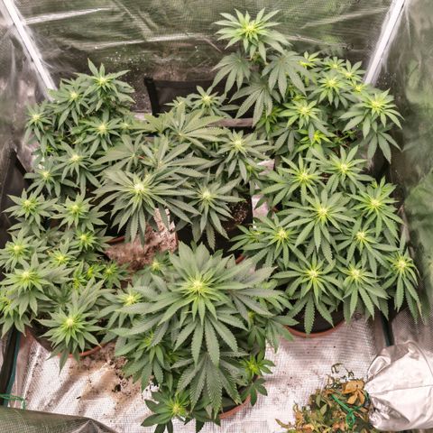 Papaya Sherbet™ growlog timeline photo