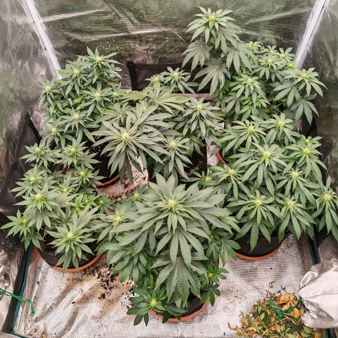 Papaya Sherbet™ growlog timeline photo