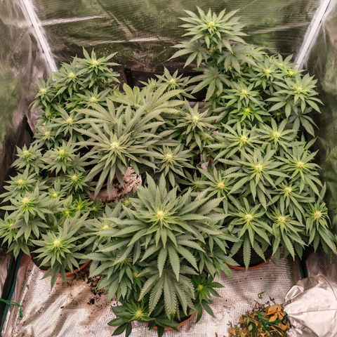 Papaya Sherbet™ growlog timeline photo