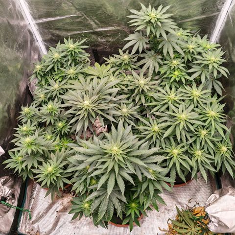 Papaya Sherbet™ growlog timeline photo