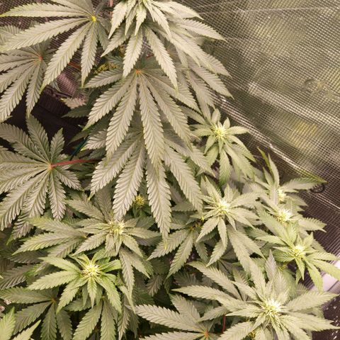 Papaya Sherbet™ growlog timeline photo