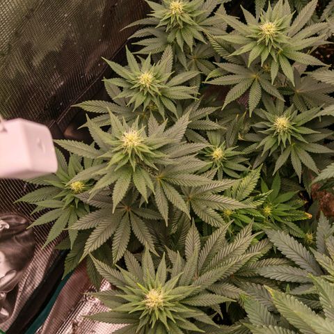 Papaya Sherbet™ growlog timeline photo