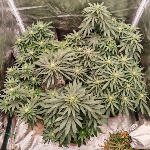 Papaya Sherbet™ growlog timeline photo