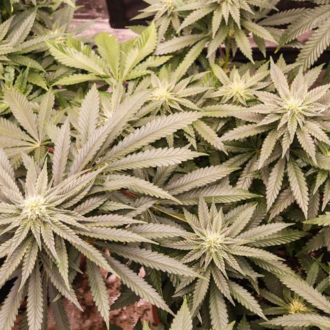 Papaya Sherbet™ growlog timeline photo