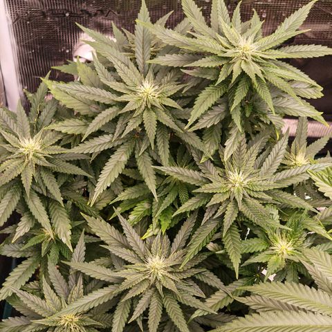 Papaya Sherbet™ growlog timeline photo
