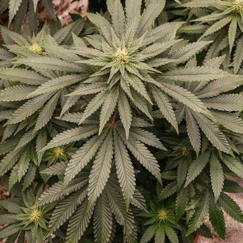 Papaya Sherbet™ growlog timeline photo