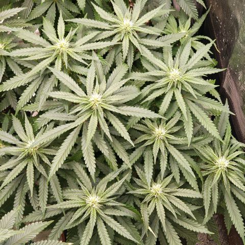 Papaya Sherbet™ growlog timeline photo
