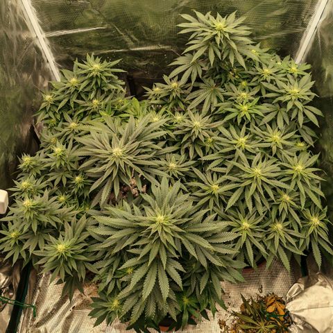 Papaya Sherbet™ growlog timeline photo