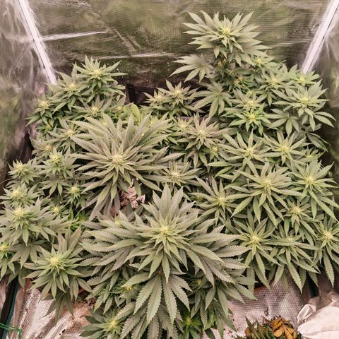 Papaya Sherbet™ growlog timeline photo