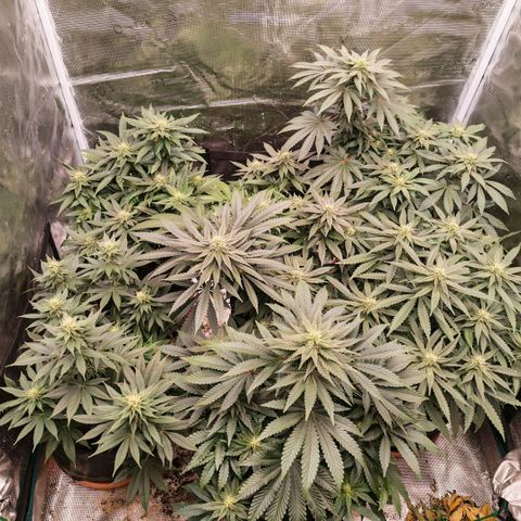 Papaya Sherbet™ growlog timeline photo