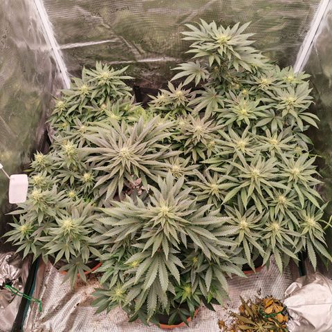 Papaya Sherbet™ growlog timeline photo