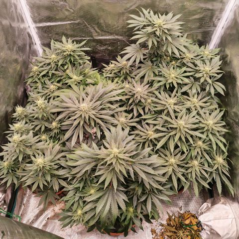 Papaya Sherbet™ growlog timeline photo