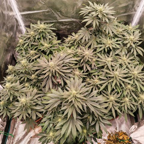 Papaya Sherbet™ growlog timeline photo