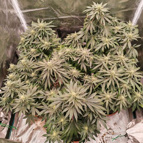 Papaya Sherbet™ growlog timeline photo