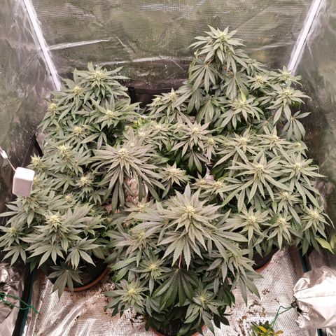 Papaya Sherbet™ growlog timeline photo