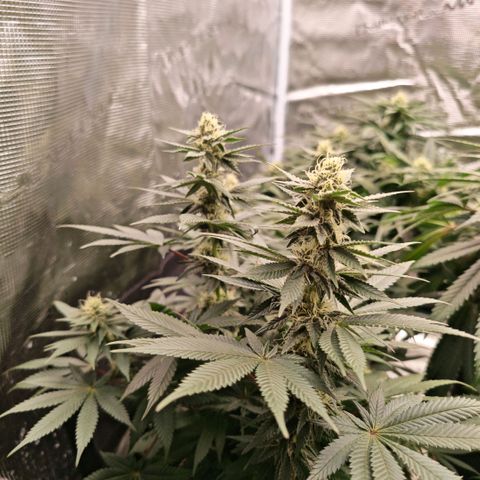 Papaya Sherbet™ growlog timeline photo
