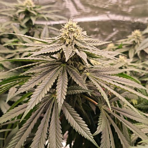 Papaya Sherbet™ growlog timeline photo