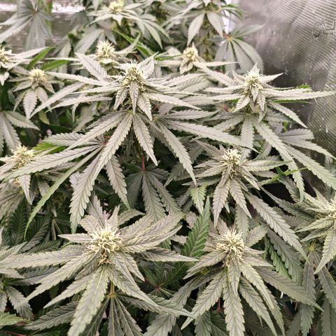 Papaya Sherbet™ growlog timeline photo