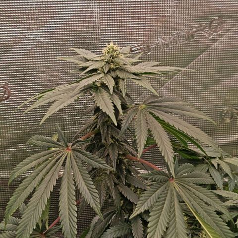 Papaya Sherbet™ growlog timeline photo