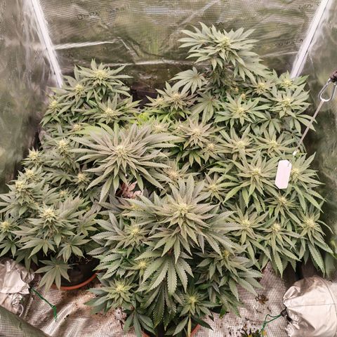 Papaya Sherbet™ growlog timeline photo