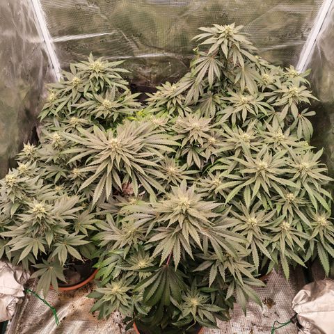 Papaya Sherbet™ growlog timeline photo