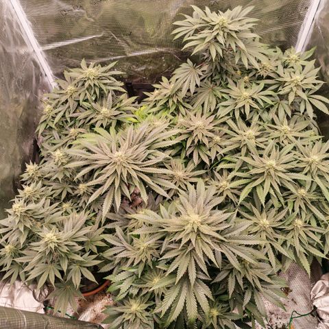 Papaya Sherbet™ growlog timeline photo