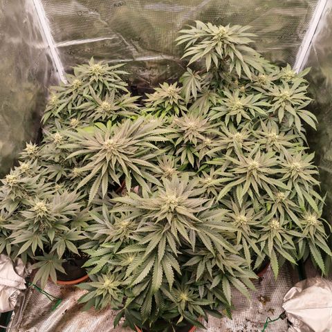 Papaya Sherbet™ growlog timeline photo