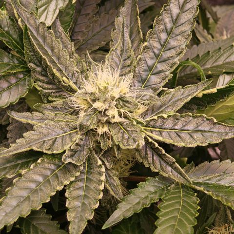 Papaya Sherbet™ growlog timeline photo