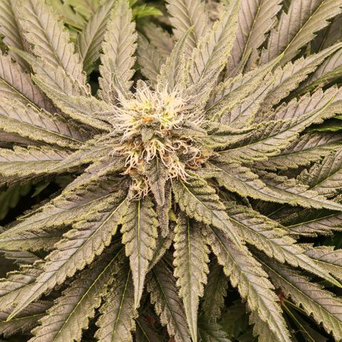 Papaya Sherbet™ growlog timeline photo