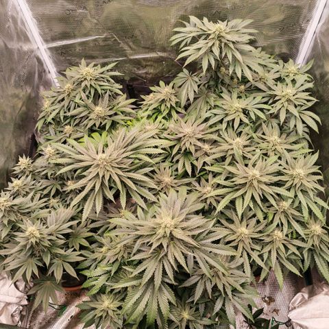 Papaya Sherbet™ growlog timeline photo