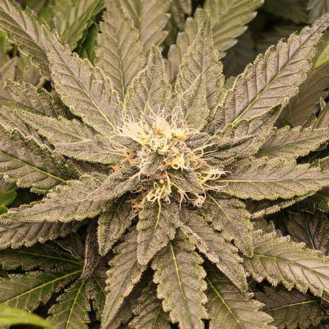 Papaya Sherbet™ growlog timeline photo