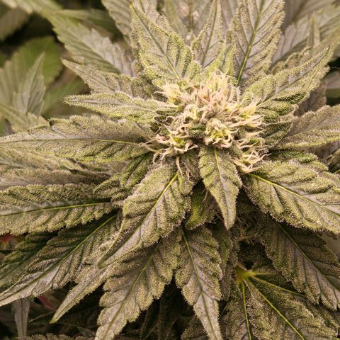 Papaya Sherbet™ growlog timeline photo