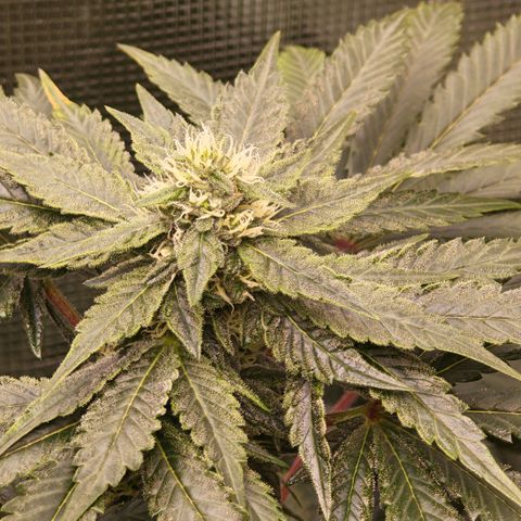 Papaya Sherbet™ growlog timeline photo