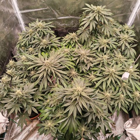 Papaya Sherbet™ growlog timeline photo