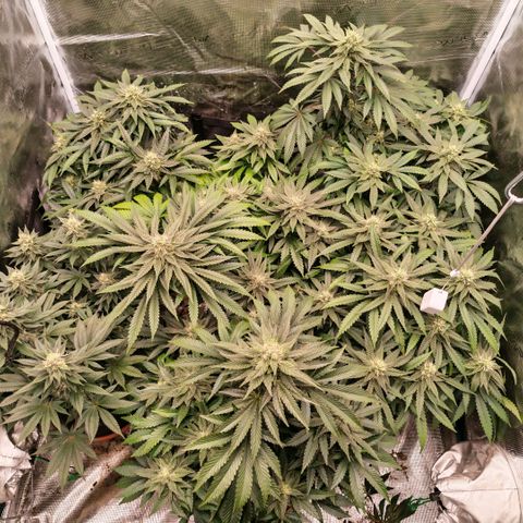 Papaya Sherbet™ growlog timeline photo