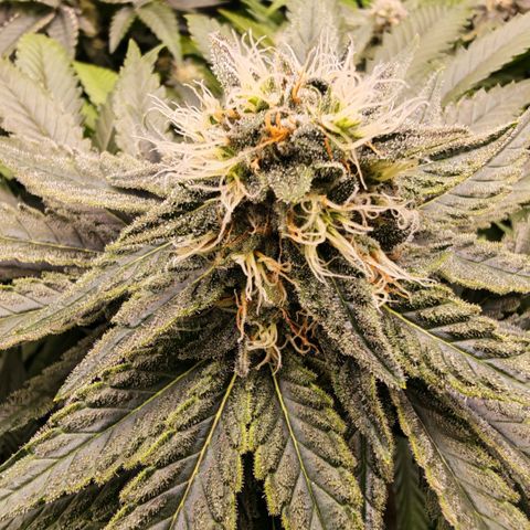 Papaya Sherbet™ growlog timeline photo