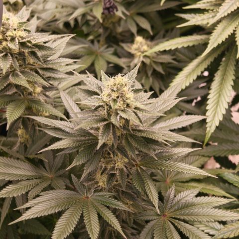 Papaya Sherbet™ growlog timeline photo