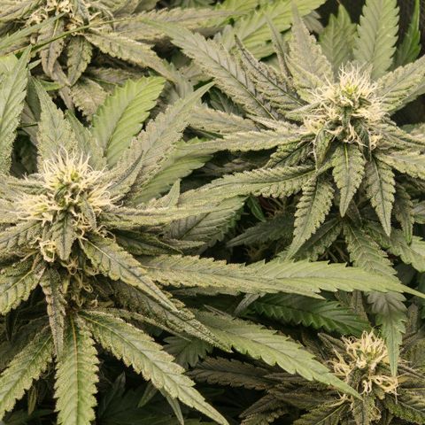 Papaya Sherbet™ growlog timeline photo