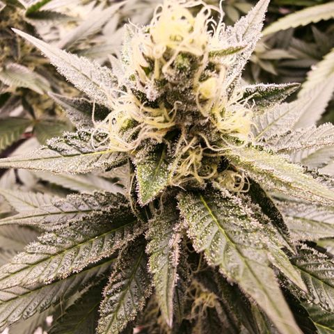 Papaya Sherbet™ growlog timeline photo