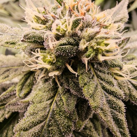 Papaya Sherbet™ growlog timeline photo