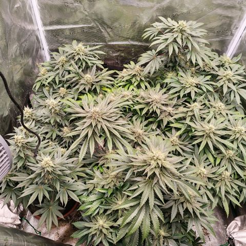 Papaya Sherbet™ growlog timeline photo