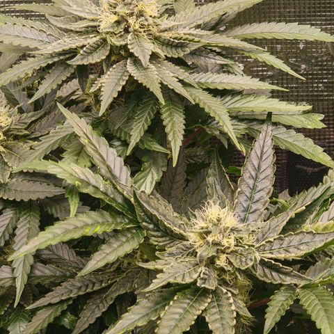 Papaya Sherbet™ growlog timeline photo