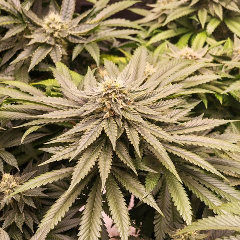 Papaya Sherbet™ growlog timeline photo