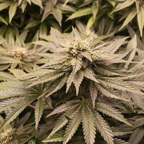 Papaya Sherbet™ growlog timeline photo