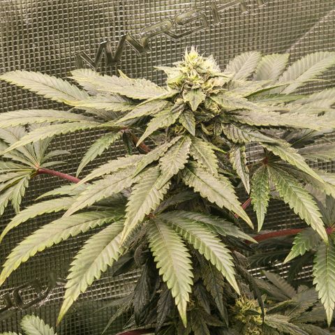 Papaya Sherbet™ growlog timeline photo
