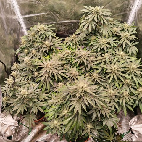 Papaya Sherbet™ growlog timeline photo